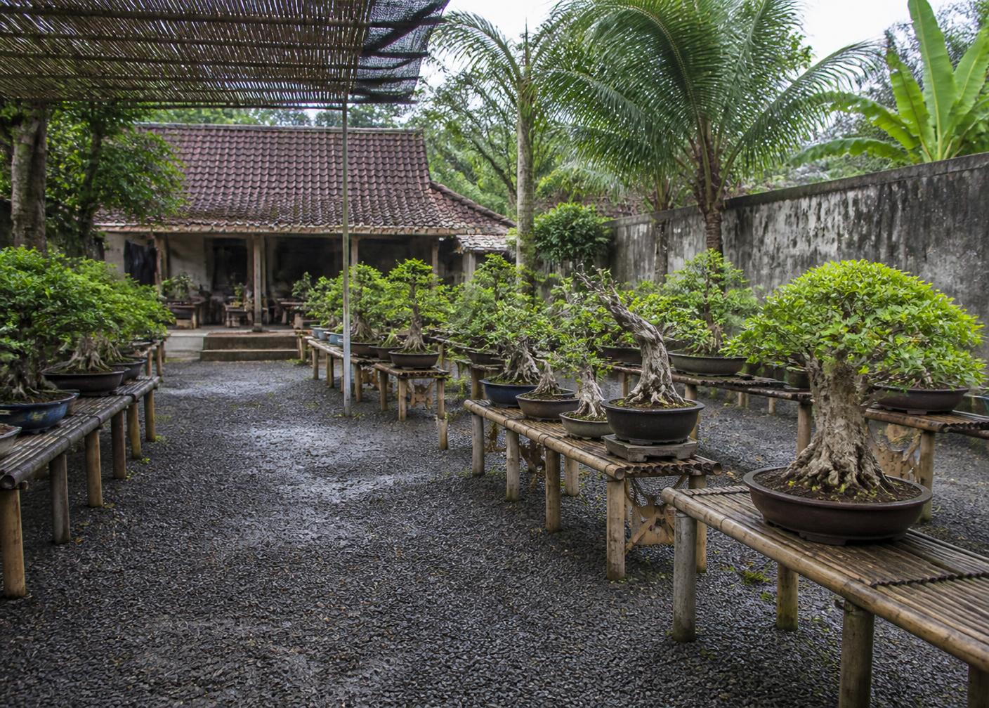 Pot Tanah Liat Lokal